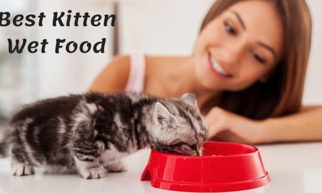 The Best Kitten Wet Food – Kitty Wants a Snack