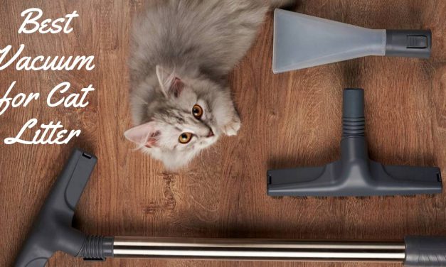 The Best Vacuum for Cat Litter – No More Mess
