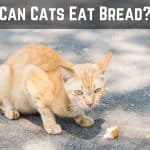 Kitty Nutrition – Can Cats Eat Bread?