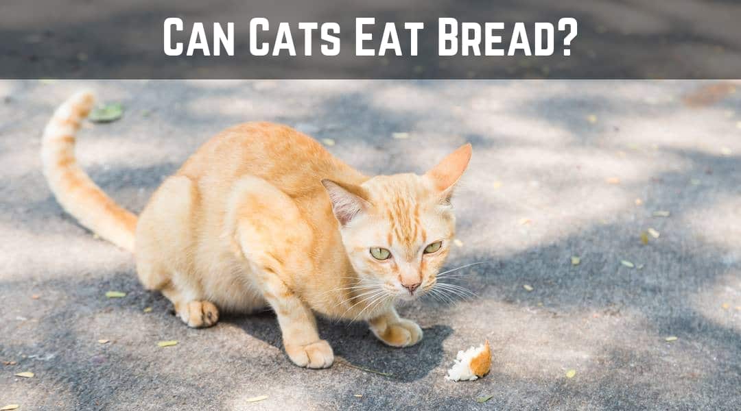 34 Top Photos Can Cats Eat Cinnamon Bread / Can Dogs Eat Bread? Which