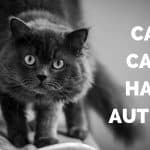 Cat Health – Can Cats Have Autism?