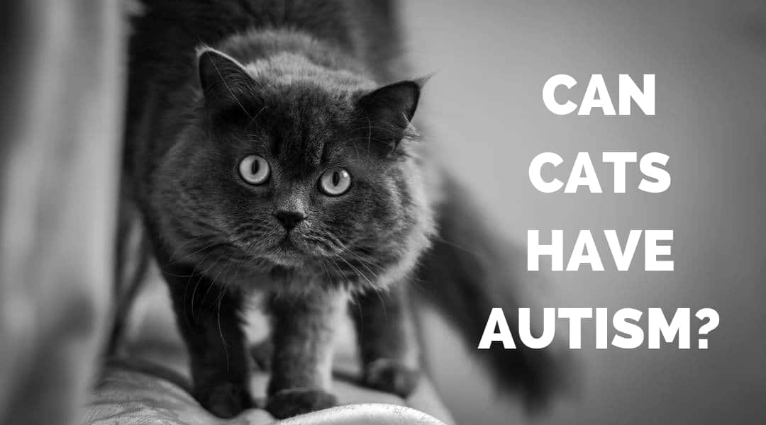 Cat Health – Can Cats Have Autism?